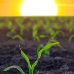 Photo: iStock