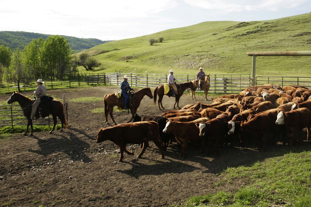(Photo courtesy Canada Beef Inc.)
