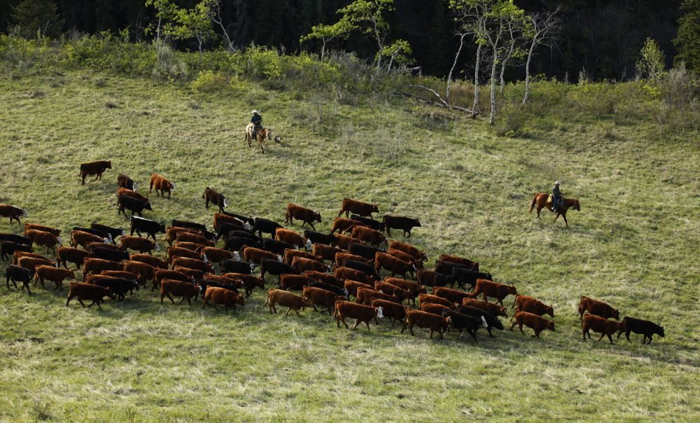 U S Livestock Cattle Tumble In Technical Selloff After Contract
