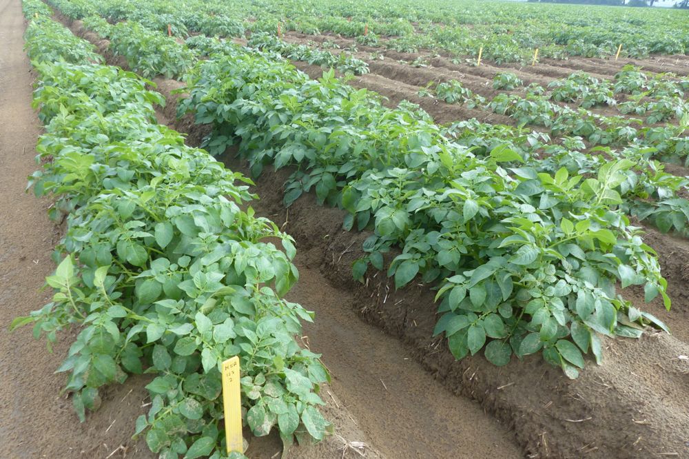 Eugenia Banks, a consultant with the Ontario Potato Board, has test plots featuring Spartan Chipper (pictured) and AAC Glossy, a fresh market potato. (Photo courtesy Eugenia Banks)
