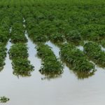 This trial near Beeton, Ont., was thought to have been lost, but timely drainage has saved it. (Photo courtesy Eugenia Banks, Ontario Potato Board)