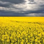 ICE Canada Weekly Outlook: Canola off highs, but watching weather