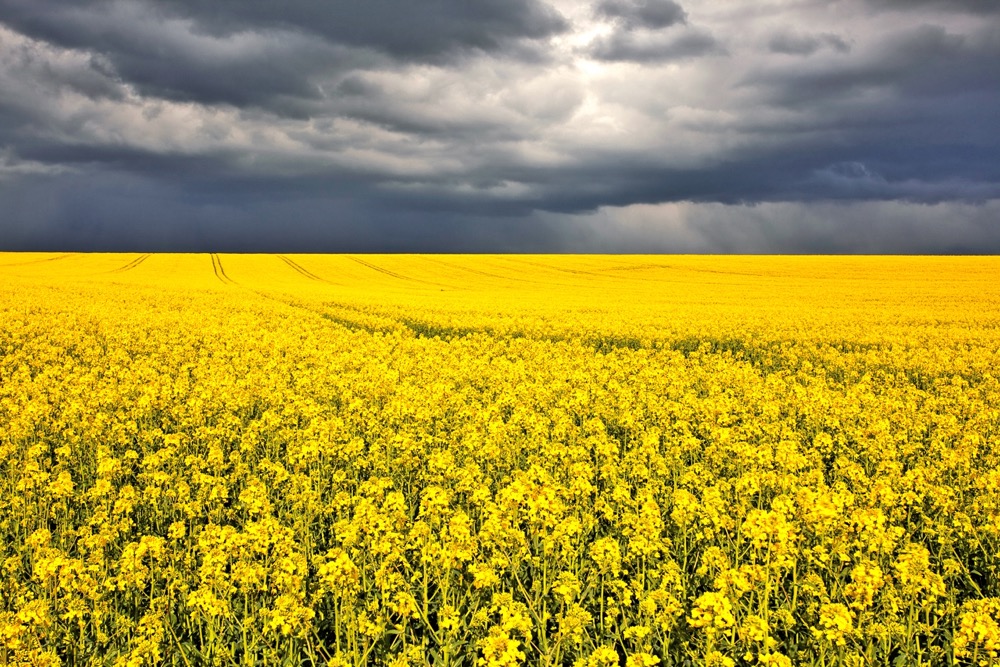 ICE Canada Weekly Outlook: Canola off highs, but watching weather