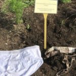 Side-by-side comparison of the Stanfield’s undies. Left – brand new undies; right – official SCCC undies that were dug up at the Canada Agriculture and Food Museum in Ottawa. Photo: CNW Group/Soil Conservation Council of Canada (SCC)