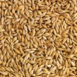 Malt barley outlook promising, but harvest quality will be key