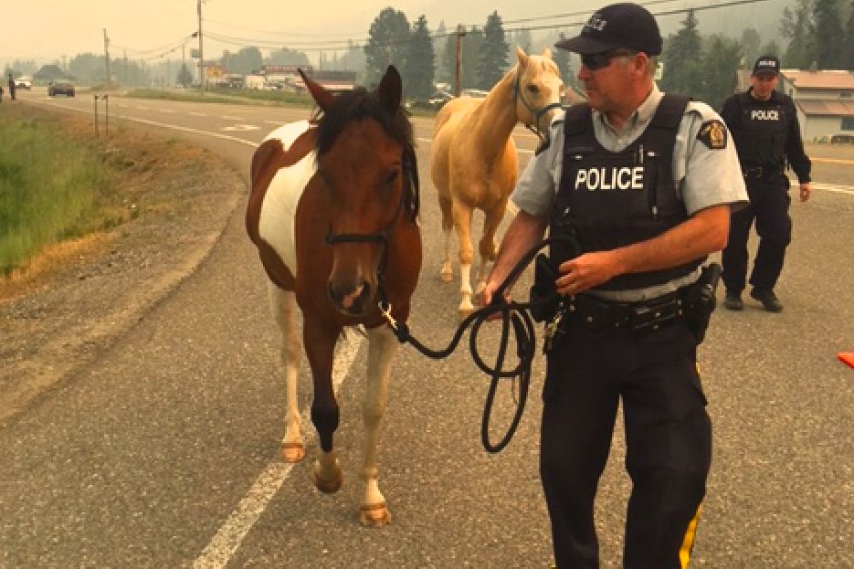 Horses that escaped from an enclosure onto a road near an RCMP checkpoint in an evacuated zone at Williams Lake are calmed and walked to safety on July 17. (WilliamsLake.bc.rcmp-grc.gc.ca)
