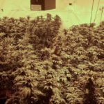 A illegal marijuana grow operation in the RM of Rockwood, east of Balmoral, Man., in June 2017. (Photo courtesy Stonewall RCMP)