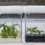 (CNW Group/GB Sciences Inc.)