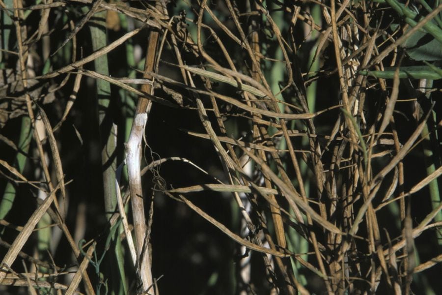 Sclerotinia in canola. (Photo courtesy Canola Council of Canada)
