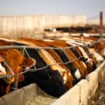 Two-thirds of greenhouse gases produced by Canadian agriculture come from beef production, with methane produced by digestion accounting for a portion of that.