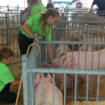 Competitors made sure that their pigs had enough water during the warm days at the Ontario Pork Congress.