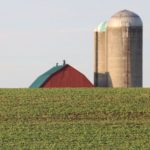 soybeans