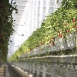 Greenhouse strawberries are grown at about waist height.