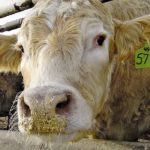 Fed cattle are given highly fermentable grain diets that can increase the rate and extent of fermentation within the rumen and consequently the rate of acid production.