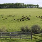 (Photo courtesy Canada Beef Inc.)