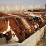 (Photo courtesy Canada Beef Inc.)