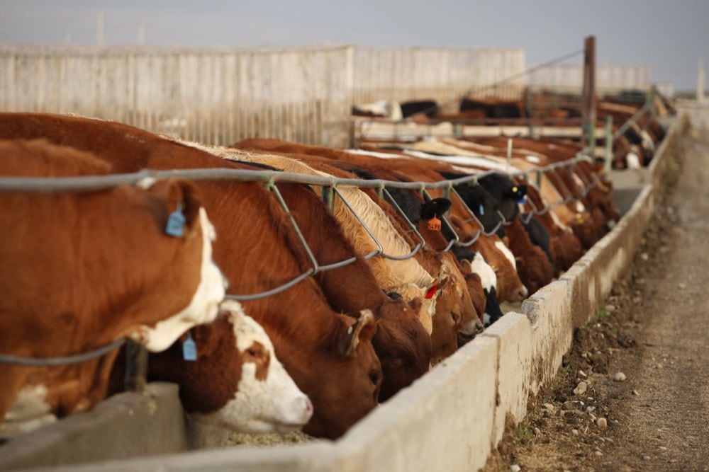 (Photo courtesy Canada Beef Inc.)
