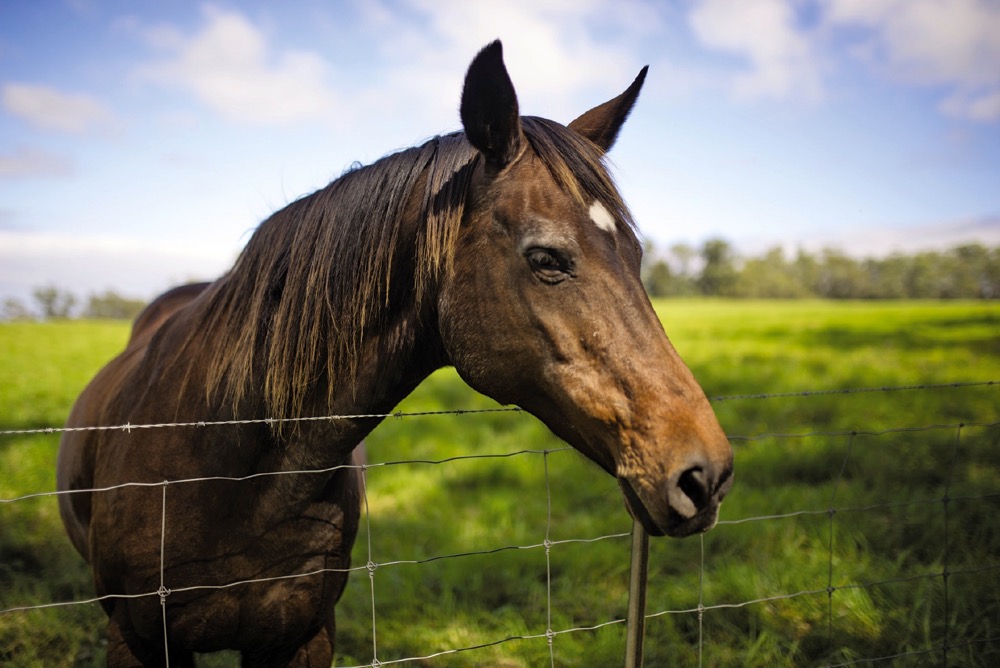 Horse farmers deserve the same tax treatment across the country, says the Horse Welfare Alliance of Canada.