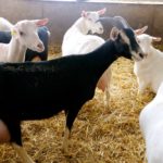 Ontario Goat’s inability to convince producers to fund the organization has led it to leave the Ontario Livestock Alliance.