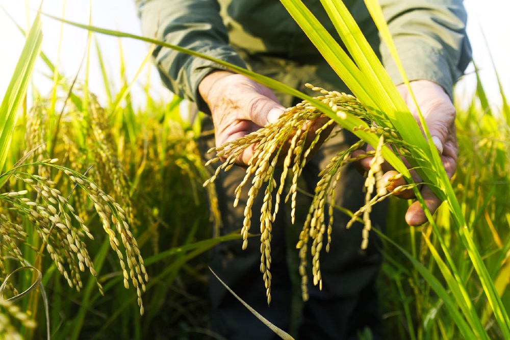 Some rice can grow metres-long quickly to stay above floodwaters.