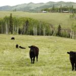 (Photo courtesy Canada Beef Inc.)