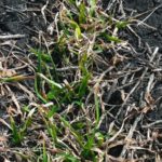 Emerging winter wheat plants. (File photo by Laura Rance)