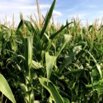 World corn ending stocks for 2018-19 have been revised upward, but remain well below the 10-year average.