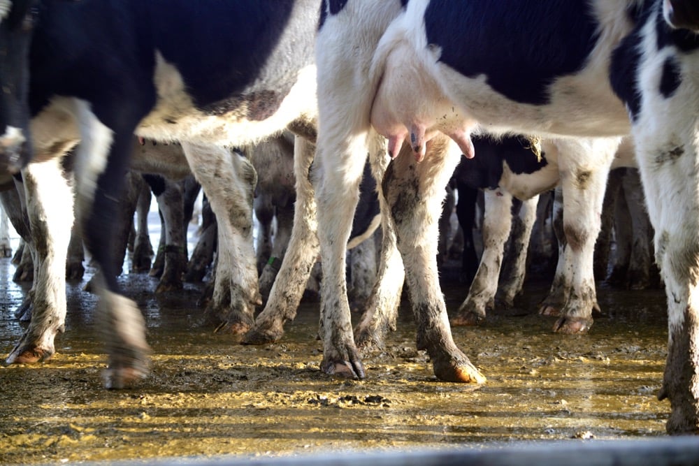 Cow's Legs Standing in Muddy Field