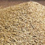Depending on the quality you’re looking for, feed barley prices run the gamut. Photo: File