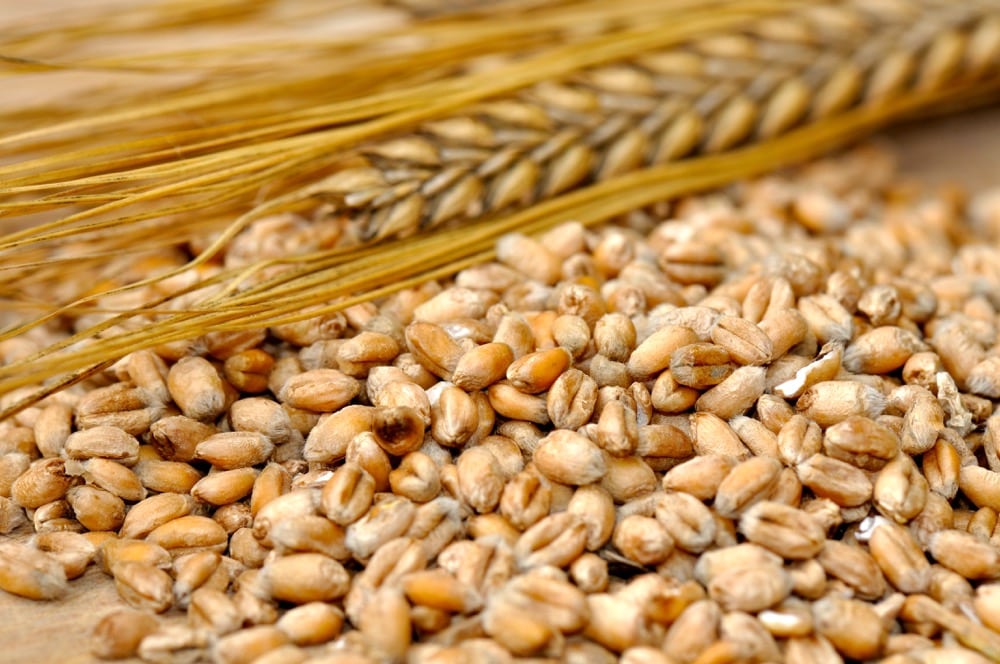 China brought in 600,000 tonnes of barley in July, down 16.2 percent from the previous year.  Photo: Thinkstock
