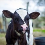 With some practice, the lung infection detection technique is said to take about two minutes per calf.
