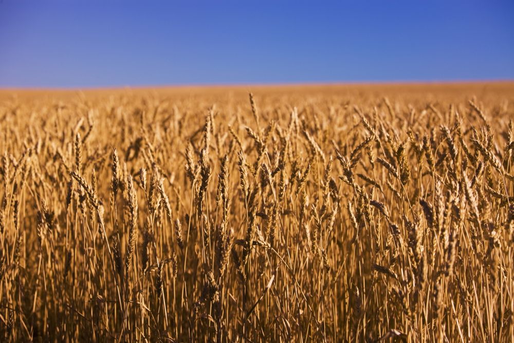 (Photo courtesy Canada Beef Inc.)
