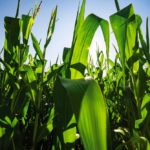 The ProFarmer American yield tour found a decent, but not record corn crop growing.