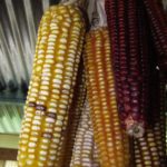 Sierra Mixe corn variety found in Oaxaca, Mexico.