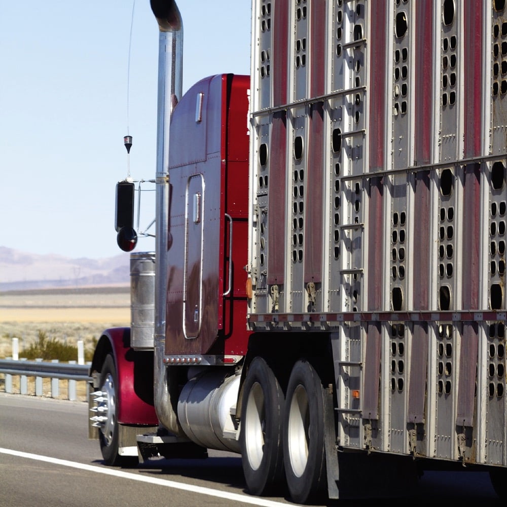New livestock transport regulations are coming, but are likely going to be delayed.