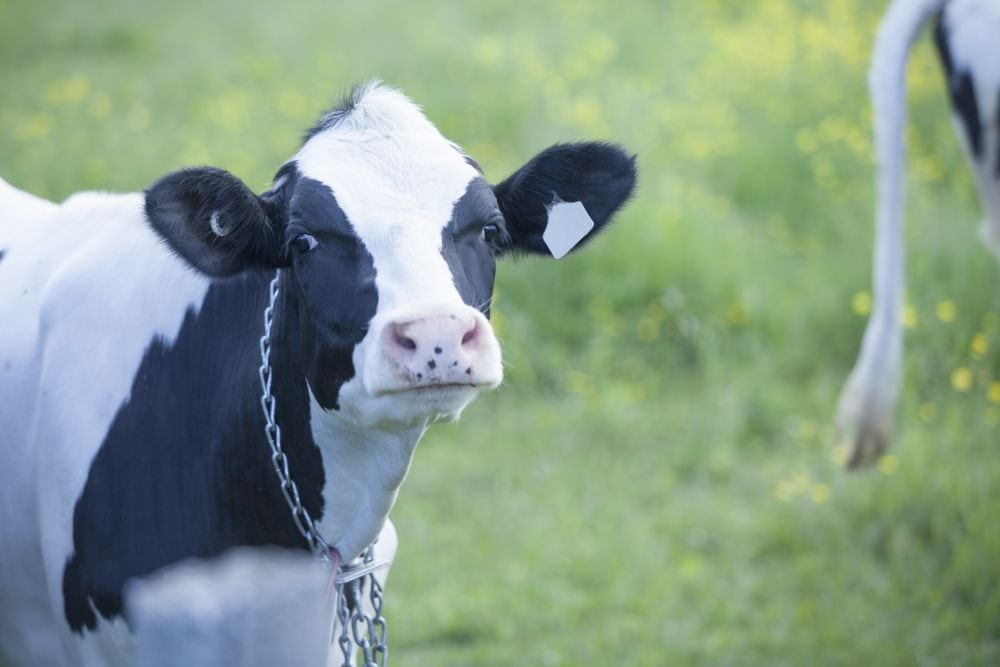 A Holstein heifer on pasture in Quebec. (Lurin/iStock/Getty Images)
