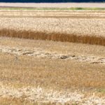 Wheat did not see much disease pressure this season, until harvest.