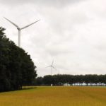 A field of flax with a windmill in the background near Zeewolde, Netherlands. The flax will be sold for fibre to make linen in France.