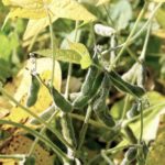 Soybeans are turning in Ontario and harvest is coming quickly.