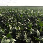 More root development and less disease pressure early in the season have been good for soybean growth.