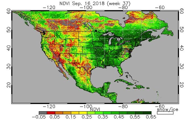 Statistics Canada’s model-based report is based in part on data from sensors on the U.S. National Oceanic and Atmospheric Administration (NOAA) series of satellites. The Normalized Difference Vegetation Index (NDVI), shown here for Sept. 16 over an NOAA satellite map of North America, is used to gauge surface vegetation content. (OSPO.noaa.gov)
