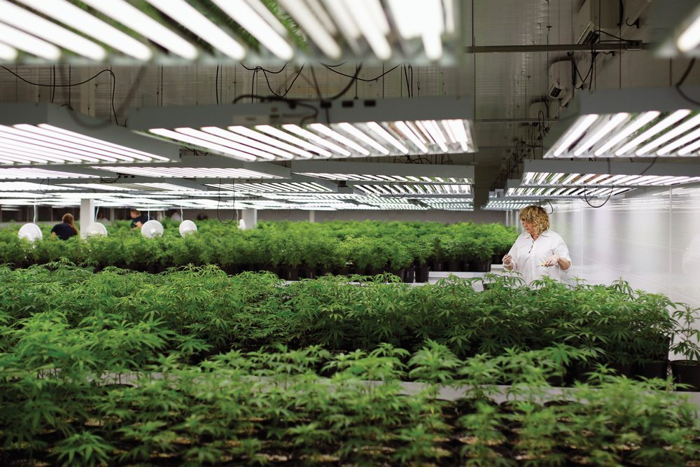 The legalization of cannabis is expected to create thousands of new jobs — from production workers to office staff. Shown here is an Ontario marijuana facility.  (Photo: Reuters/Blair Gable)
