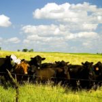 The number of beef heifers retained for breeding declined by 2.6 per cent.