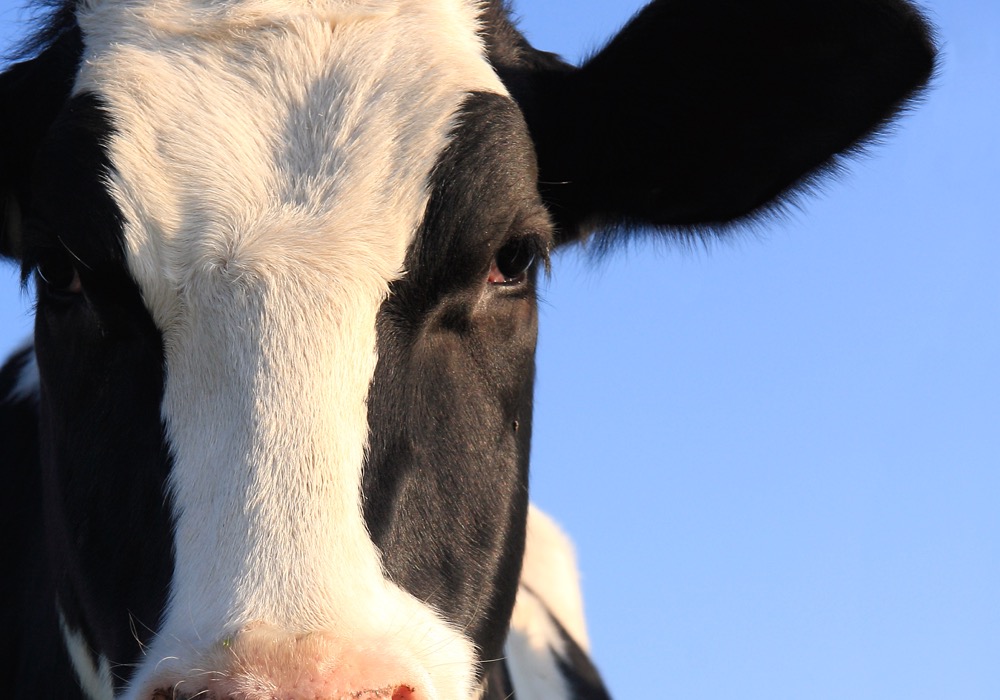 Portrait of Holstein cow over a blue sky