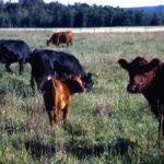 Manitoba's challenge is to support the beef industry so that enough cattle remain on farms to maintain prairie grasslands.