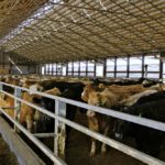 Ontario beef farmers are losing $200 to $300 per head.