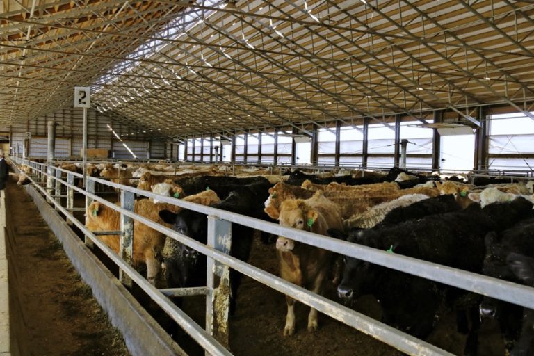 Livestock price drop being felt by farmers Farmtario