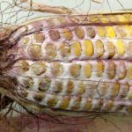 Figure 1: Gibberella ear rot – Red/pink mould which often begins on ear tip.