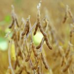 Some soybeans have been harvested in Ontario, but recent rains have stalled progress.