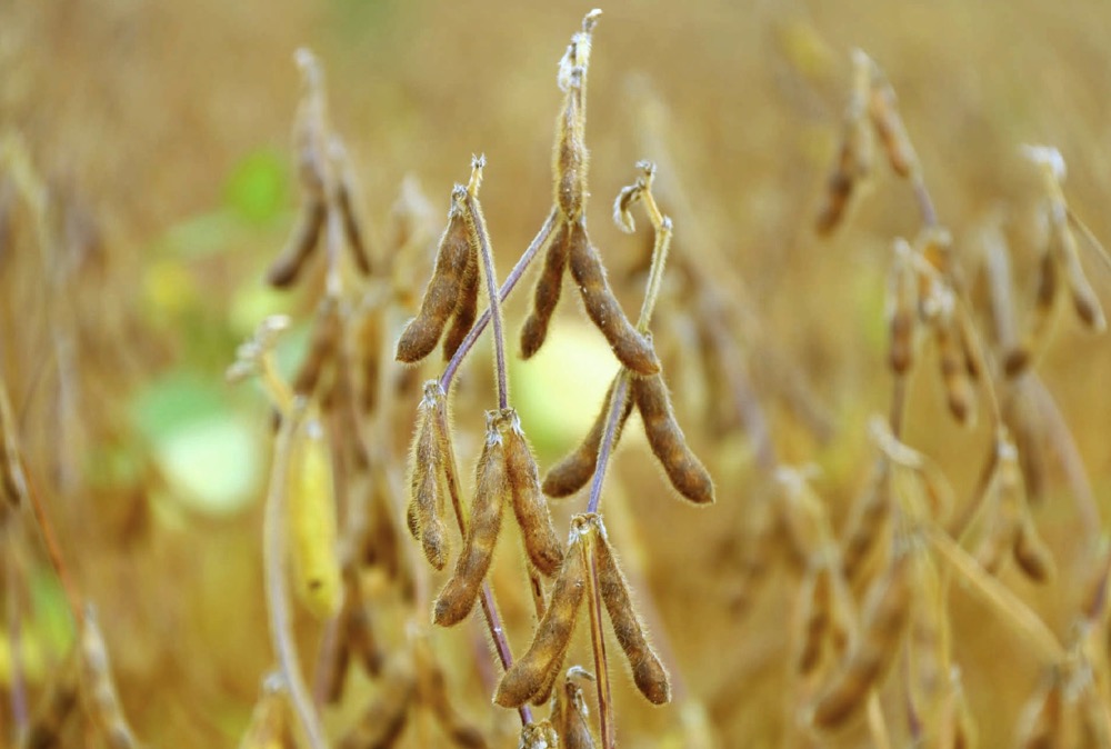 Some soybeans have been harvested in Ontario, but recent rains have stalled progress.
